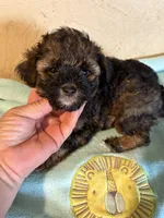 Spooky , a male Yorkipoo for sale in Saint Hedwig, TX – Photo 3 of 3