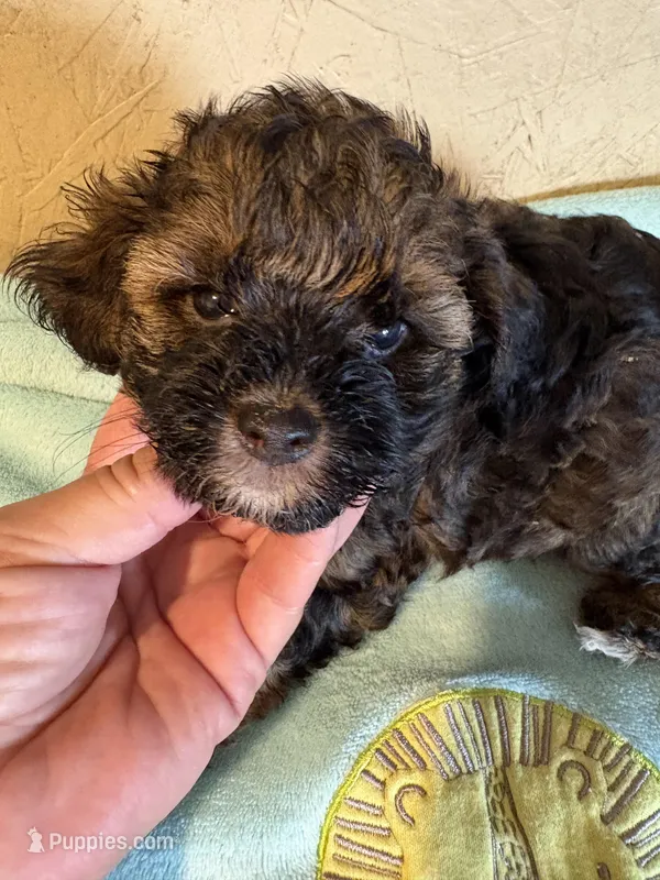Spooky  – Yorkipoo puppy for sale in Saint Hedwig, TX