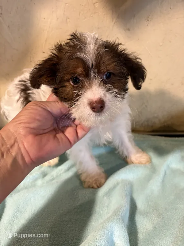 Sparkie  – Yorkipoo puppy for sale in Saint Hedwig, TX