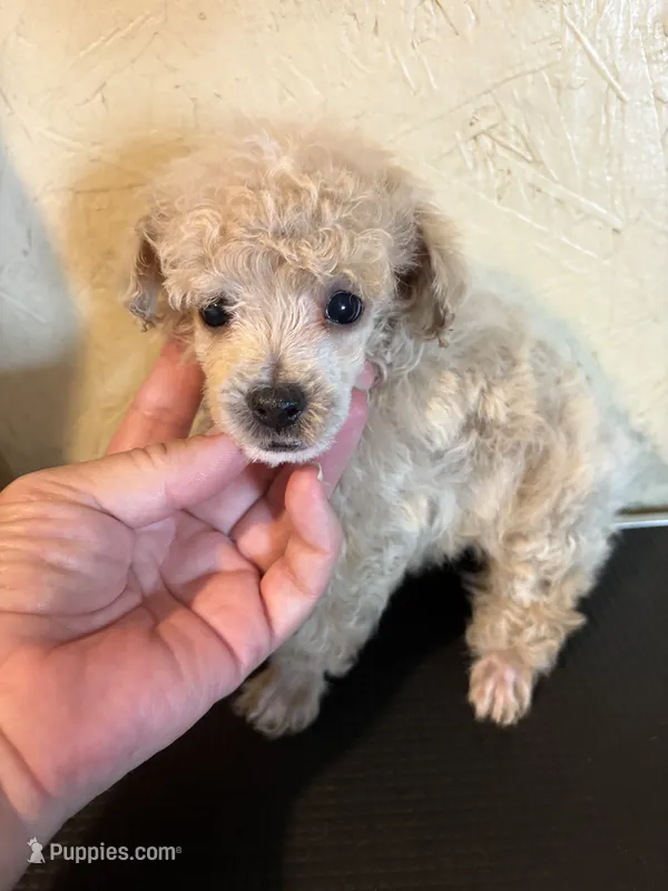 Tiny toy – Poodle - Toy  puppy for sale in Saint Hedwig, TX