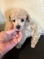 Tiny toy, a male Poodle - Toy  for sale in Saint Hedwig, TX – 1 of 5