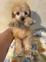 Barbie, a female Poodle - Miniature  for sale in Saint Hedwig, TX – 5 of 7