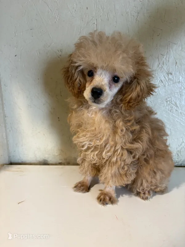 AKC tiny Cafe Au Late’ – Poodle - Toy  puppy for sale in Saint Hedwig, TX
