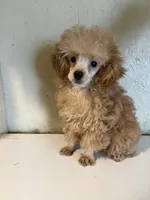 AKC tiny Cafe Au Late’, a female Poodle - Toy  for sale in Saint Hedwig, TX – 1 of 5