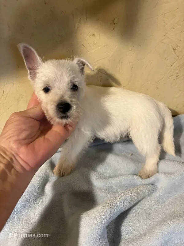 Winston – West Highland White Terrier puppy for sale in Saint Hedwig, TX