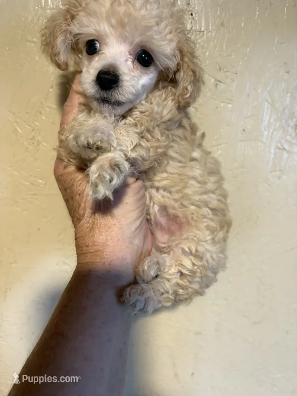 Pape’ – Poodle - Toy  puppy for sale in Saint Hedwig, TX