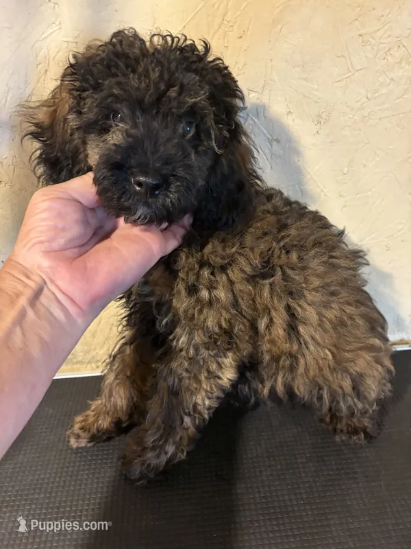 Sable Rover – Poodle - Toy  puppy for sale in Saint Hedwig, TX