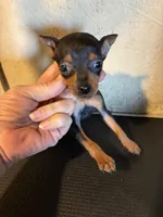 Rosie, a female Miniature Pinscher for sale in Saint Hedwig, TX – Photo 1 of 4