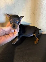 Rosie, a female Miniature Pinscher for sale in Saint Hedwig, TX – Photo 4 of 4