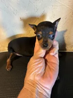 Rosie, a female Miniature Pinscher for sale in Saint Hedwig, TX – Photo 2 of 4