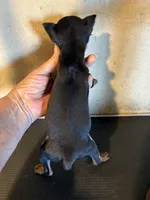 Rosie, a female Miniature Pinscher for sale in Saint Hedwig, TX – Photo 3 of 4