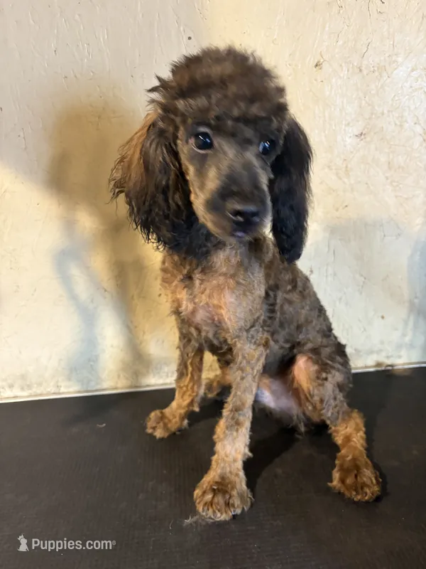 Madden  – Poodle - Miniature  puppy for sale in Saint Hedwig, TX