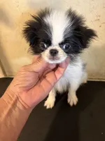 Chin diamond , a female Japanese Chin for sale in Saint Hedwig, TX – 5 of 6