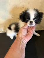 Chin diamond , a female Japanese Chin for sale in Saint Hedwig, TX – 4 of 6