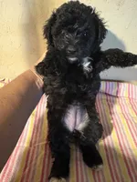Bunny, a female Yorkipoo for sale in Saint Hedwig, TX – 2 of 3