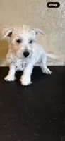 Sadie , a female West Highland White Terrier for sale in Saint Hedwig, TX – 4 of 4