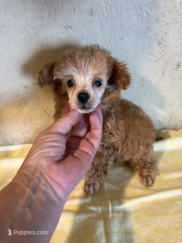AKC Cafe Au Late’ – Poodle - Toy  puppy for sale in Saint Hedwig, TX