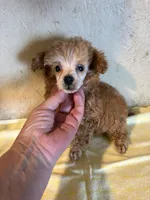 AKC Cafe Au Late’, a female Poodle - Toy  for sale in Saint Hedwig, TX – 1 of 5