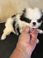 Chin Milo , a male Japanese Chin for sale in Saint Hedwig, TX – 4 of 5
