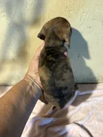 Red shorthair, a female Miniature Dachshund for sale in Saint Hedwig, TX – 5 of 5
