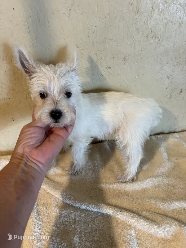Pieper – West Highland White Terrier puppy for sale in Saint Hedwig, TX
