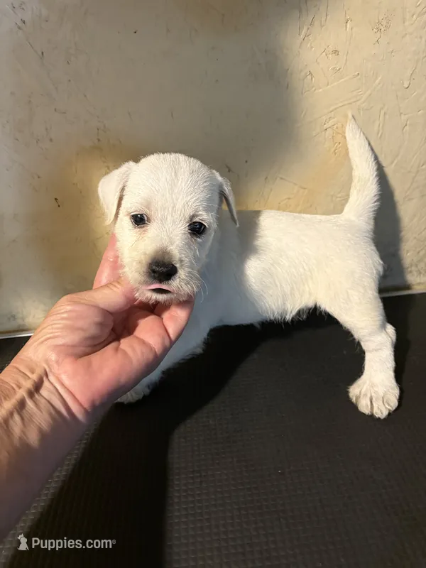 Bella  – West Highland White Terrier puppy for sale in Saint Hedwig, TX