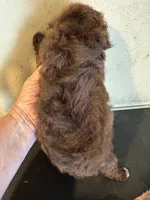 Cocoa, a male Yorkipoo for sale in Saint Hedwig, TX – 3 of 5