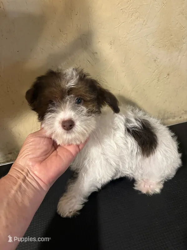 Sparkie  – Yorkipoo puppy for sale in Saint Hedwig, TX
