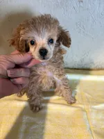 AKC Cafe Au Late’, a female Poodle - Toy  for sale in Saint Hedwig, TX – 4 of 5
