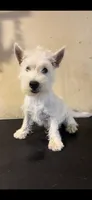 Crystal, a female West Highland White Terrier for sale in Saint Hedwig, TX – 3 of 3