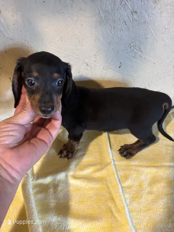 Black with brindle  – Miniature Dachshund puppy for sale in Saint Hedwig, TX