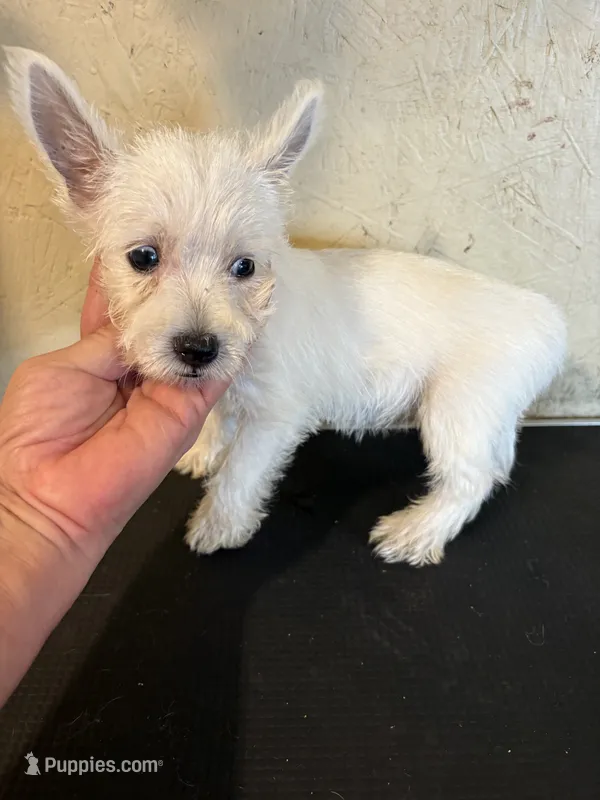 Tia – West Highland White Terrier puppy for sale in Saint Hedwig, TX