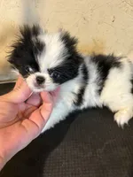 Chin diamond , a female Japanese Chin for sale in Saint Hedwig, TX – 1 of 5