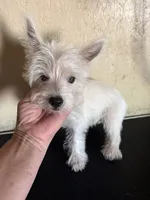 Pieper, a female West Highland White Terrier for sale in Saint Hedwig, TX – 3 of 5
