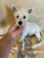 Pieper, a female West Highland White Terrier for sale in Saint Hedwig, TX – 3 of 4