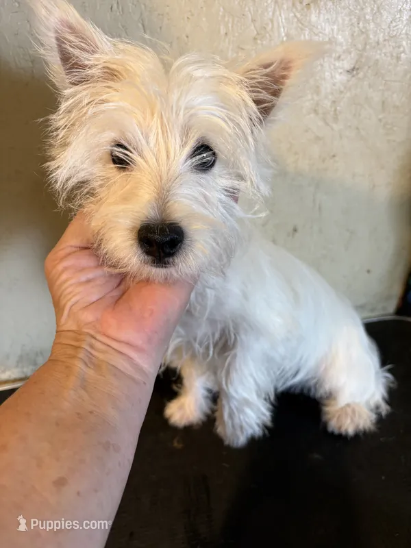Pieper – West Highland White Terrier puppy for sale in Saint Hedwig, TX