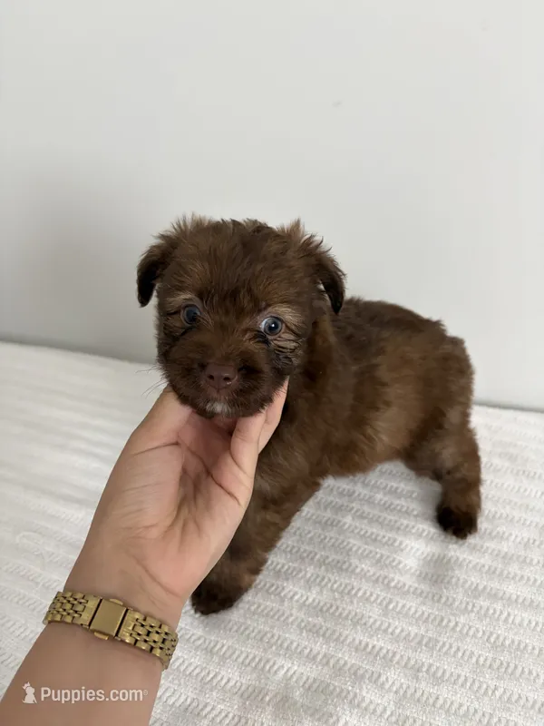 Blue eyes – Poodle - Miniature , Miniature Aussiedoodle puppy for sale in Saint Hedwig, TX