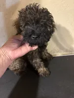 Madden , a male Poodle - Miniature  for sale in Saint Hedwig, TX – 3 of 3