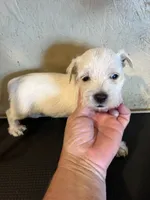 Dudley , a male West Highland White Terrier for sale in Saint Hedwig, TX – 2 of 3