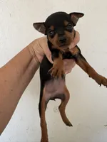 Tiny , a female Miniature Pinscher for sale in Saint Hedwig, TX – 2 of 4