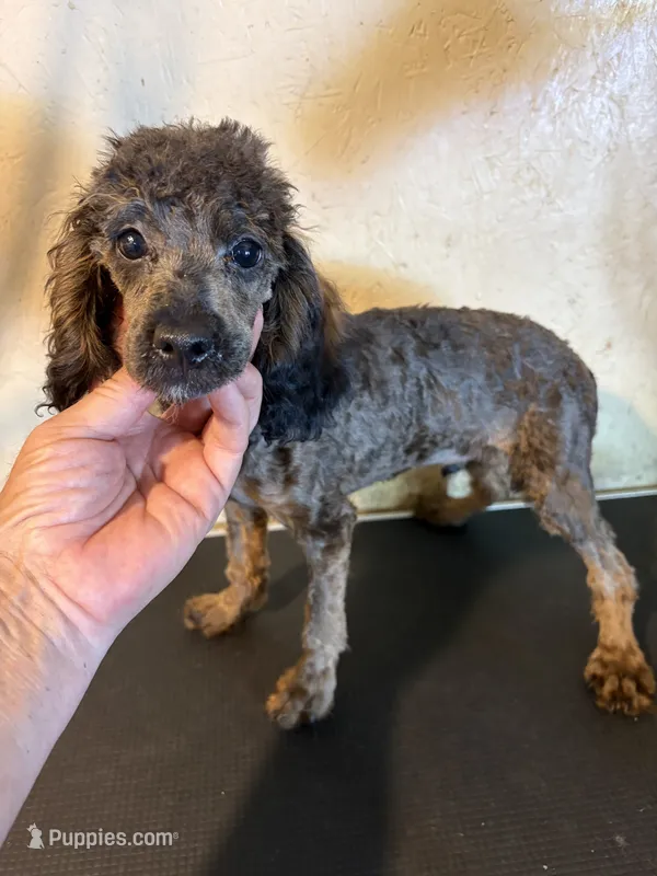 Sable boy – Poodle - Miniature  puppy for sale in Saint Hedwig, TX