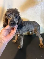 Sable boy, a male Poodle - Miniature  for sale in Saint Hedwig, TX – 1 of 2