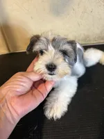 Party, a male Miniature Schnauzer for sale in Saint Hedwig, TX – 4 of 5