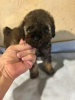 Barkley, a male Poodle - Miniature  for sale in Saint Hedwig, TX – 4 of 5