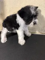 Larry, a male Miniature Schnauzer for sale in Saint Hedwig, TX – 4 of 4