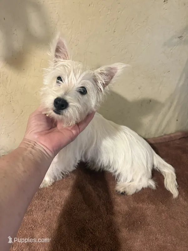 Pieper – West Highland White Terrier puppy for sale in Saint Hedwig, TX