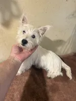 Pieper, a female West Highland White Terrier for sale in Saint Hedwig, TX – 1 of 5