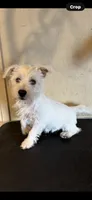 Pieper, a female West Highland White Terrier for sale in Saint Hedwig, TX – 2 of 2