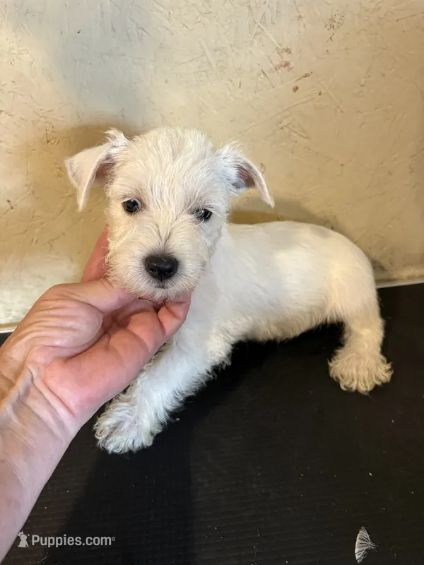 Dudley  – West Highland White Terrier puppy for sale in Saint Hedwig, TX