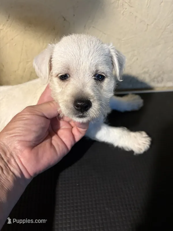 Crystal – West Highland White Terrier puppy for sale in Saint Hedwig, TX